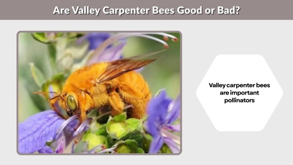 Are Valley Carpenter Bees Good or Bad?