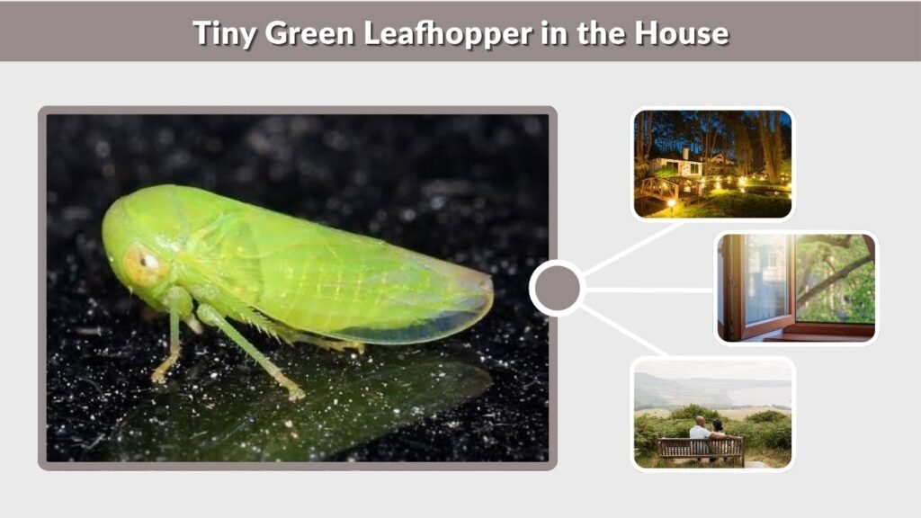Tiny Green Leafhopper in the House