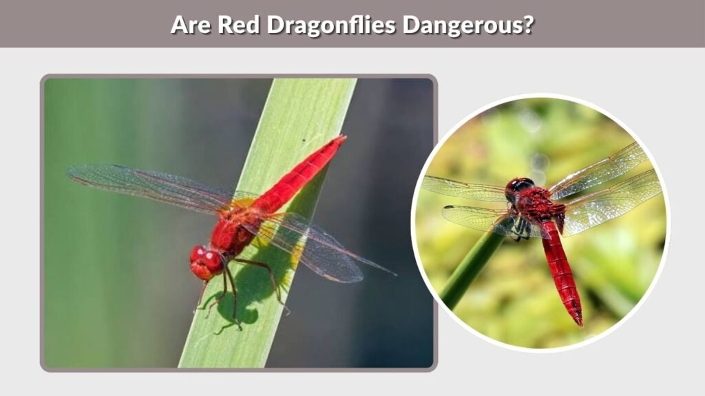 Are Red Dragonflies Dangerous?