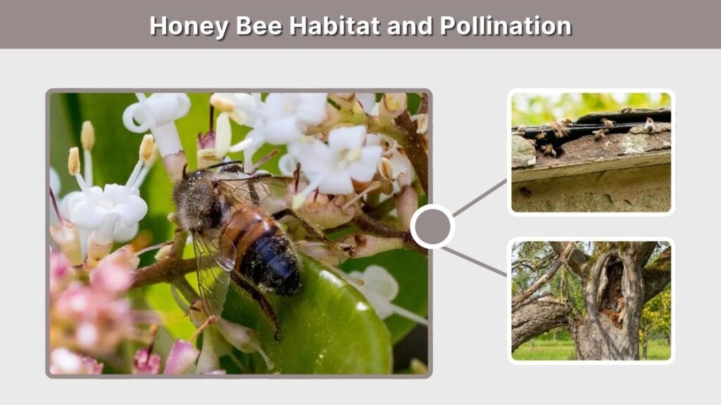 Honey Bee Habitat and Pollination