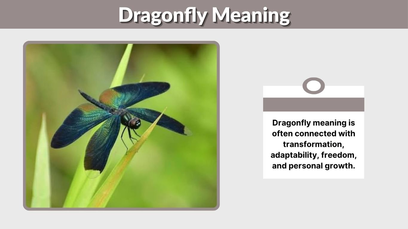 Dragonfly Meaning: Spiritual Symbolism, Colors & Signs