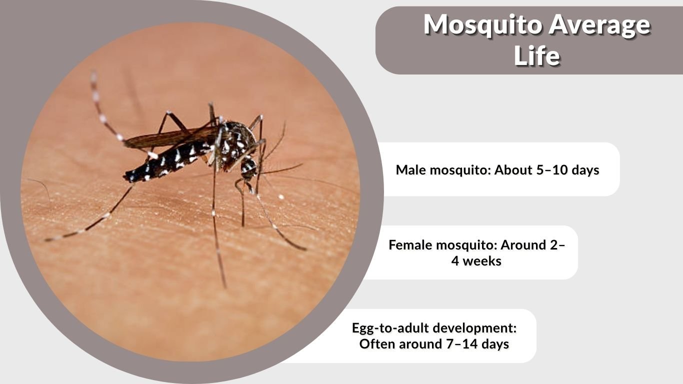 Mosquito Average Life: How Long Does a Mosquito Live?