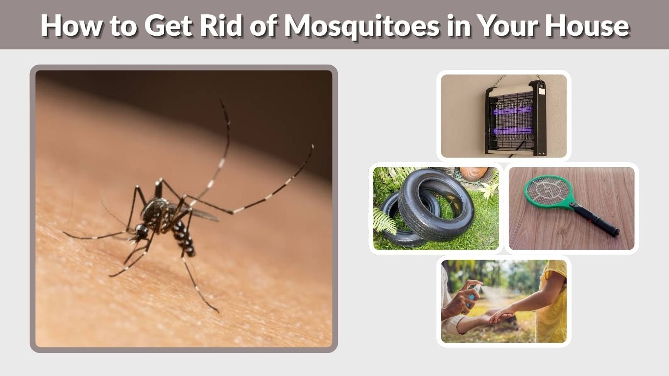 How to Get Rid of Mosquitoes in Your House: 10 Effective Methods