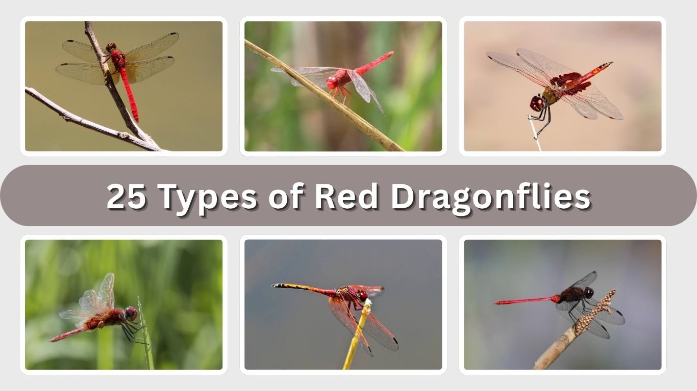 25 Types of Red Dragonflies: Identification, Habitat & Facts