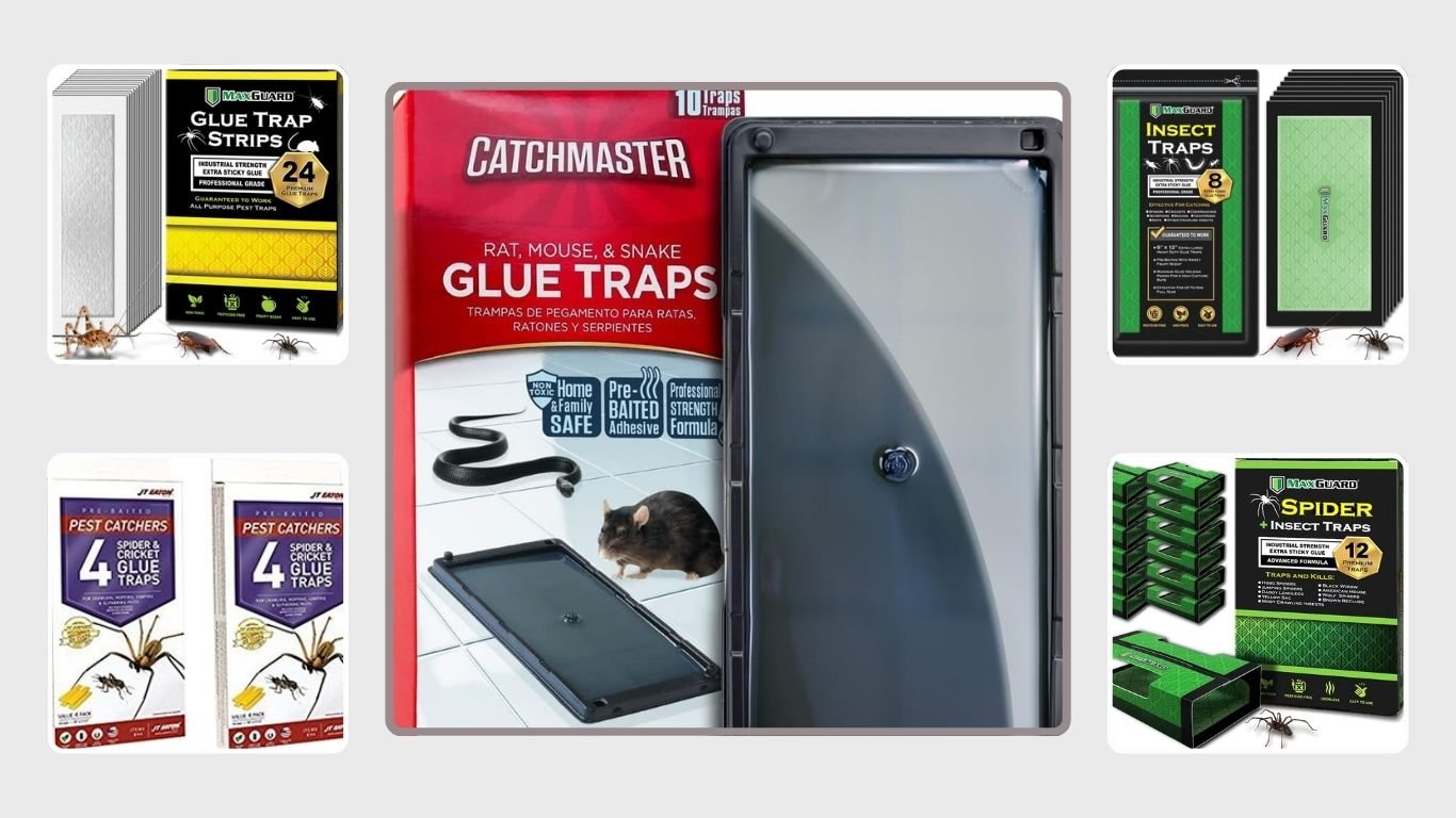 10 Best Spider Sticky Traps for Indoor Pest Control