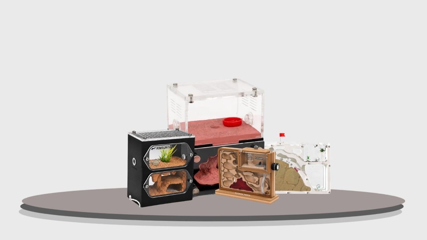 10 Best Ant Formicariums for Colony Observation