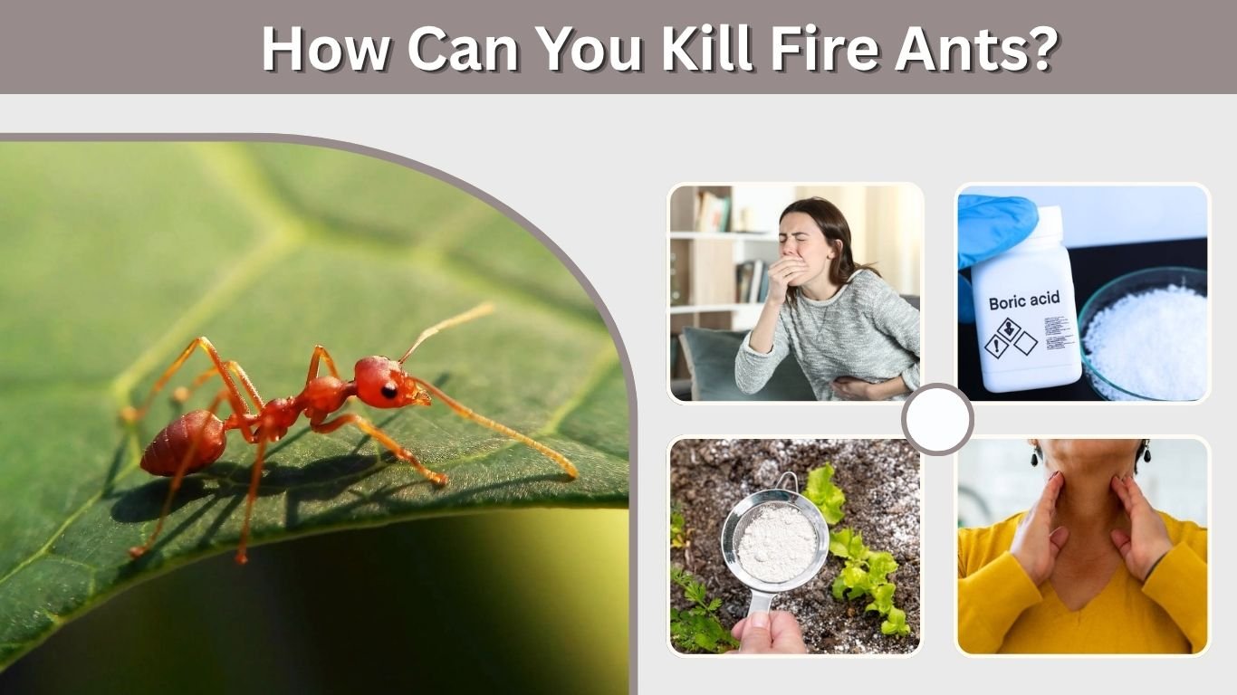 How Can You Kill Fire Ants? Best Methods That Work