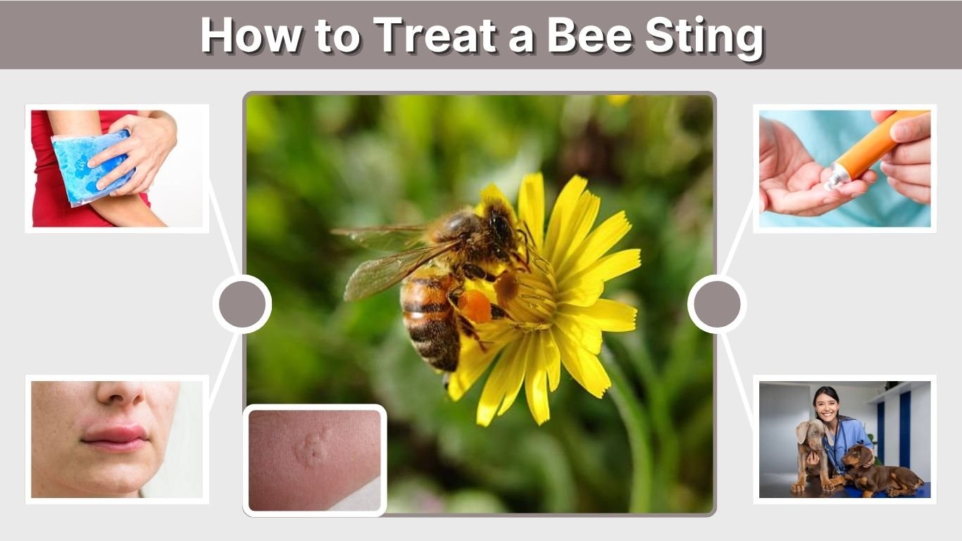 How to Treat a Bee Sting: First Aid, Swelling & Care