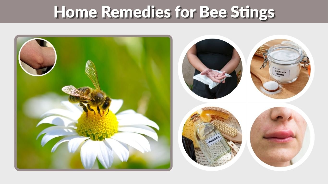 Home Remedies for Bee Stings: Safe Relief for Swelling