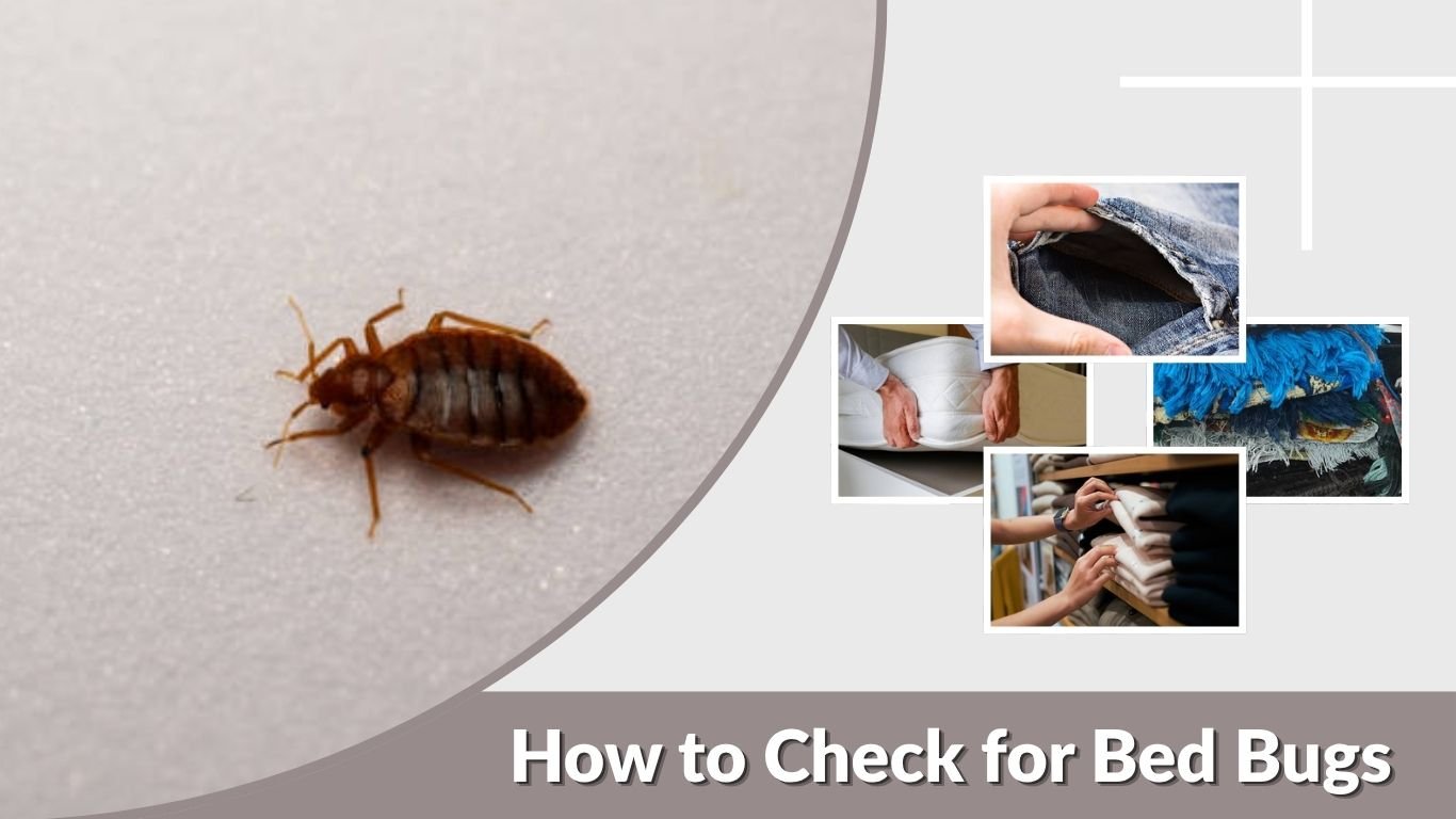 How to Check for Bed Bugs: Signs and Inspection Tips
