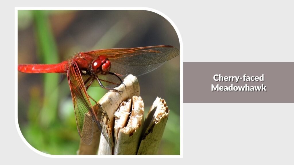 Cherry-faced Meadowhawk