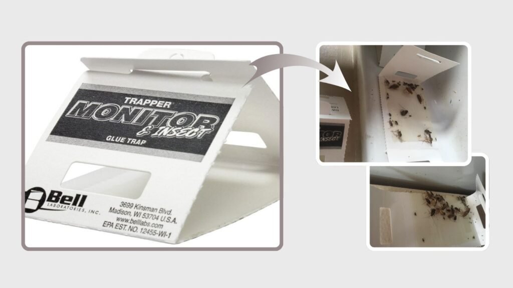 Trapper Insect & Bed Bug Glue Traps