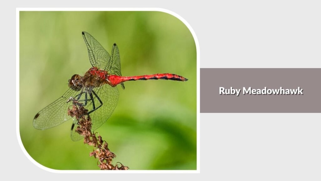 Ruby Meadowhawk