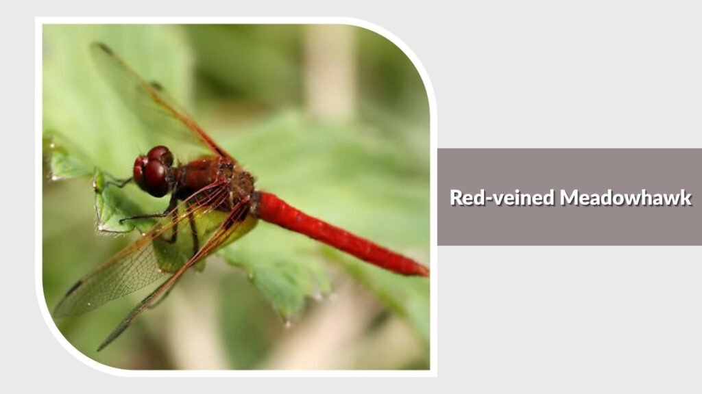 Red-veined Meadowhawk