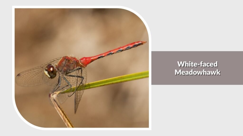White-faced Meadowhawk