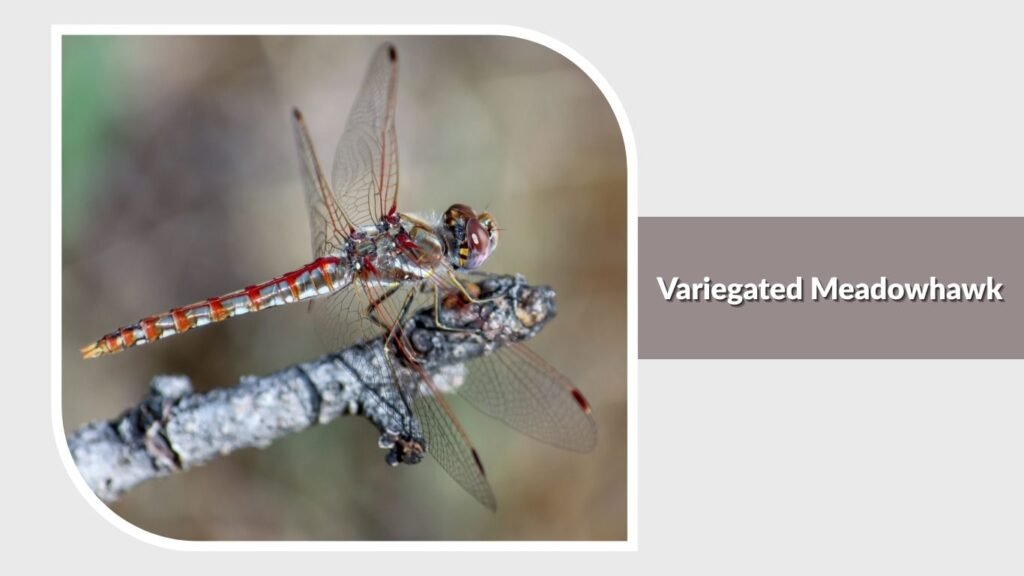 Variegated Meadowhawk