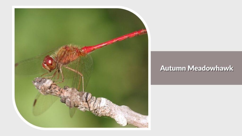 Autumn Meadowhawk