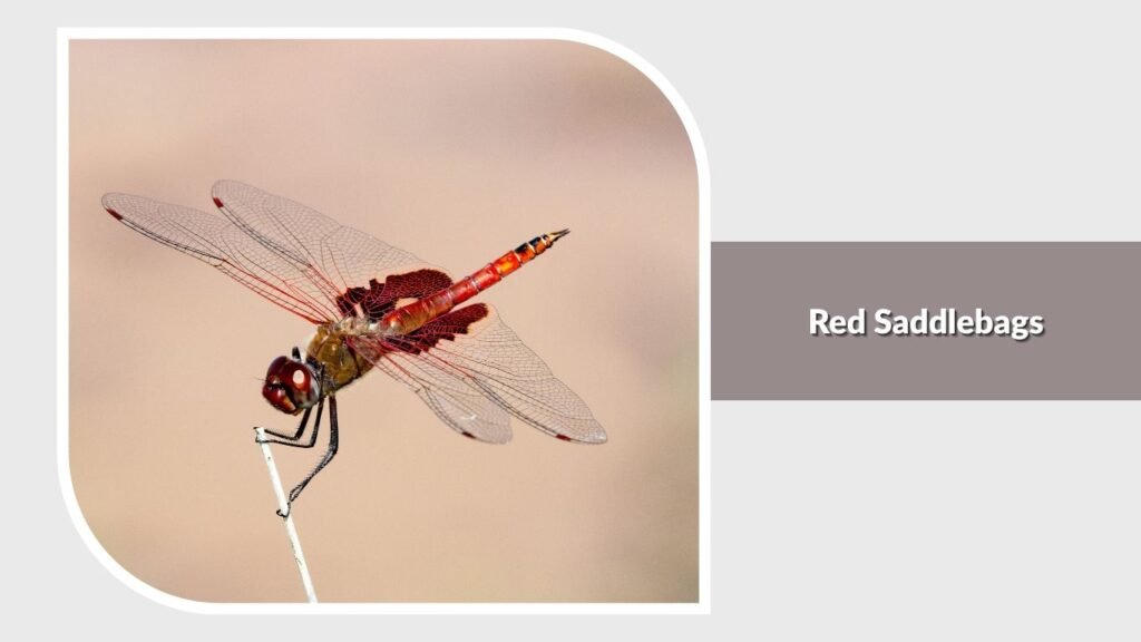 Red Saddlebags