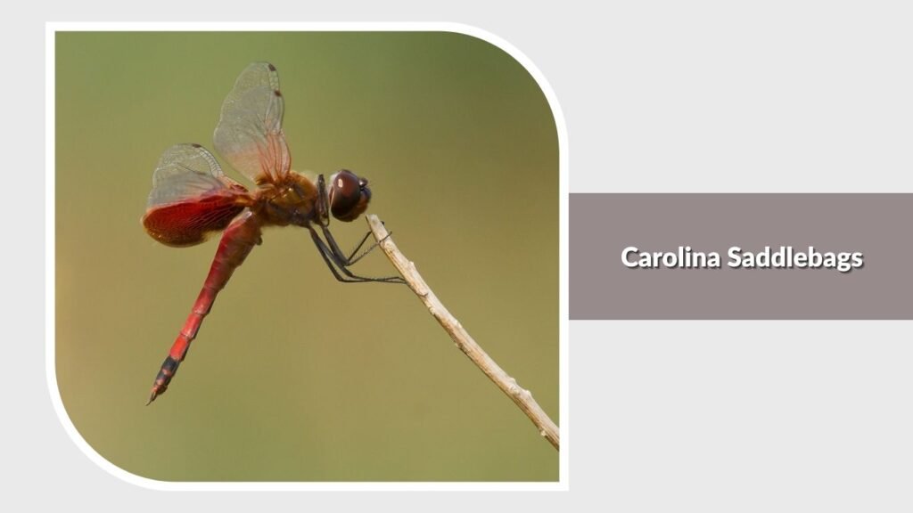 Carolina Saddlebags