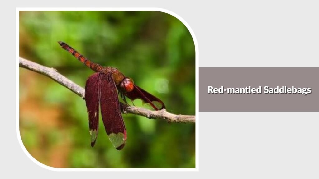 Red-mantled Saddlebags