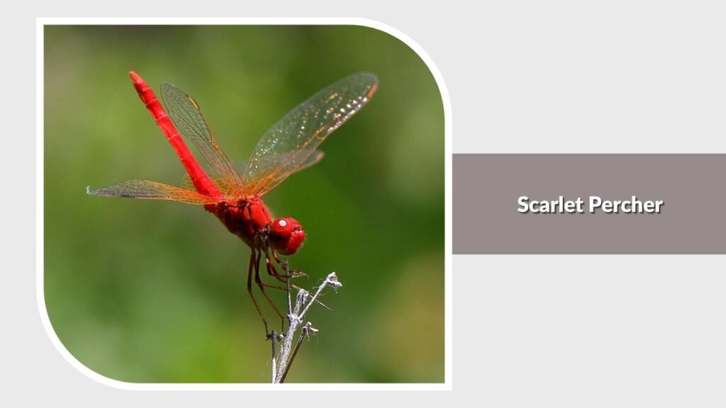 Scarlet Percher