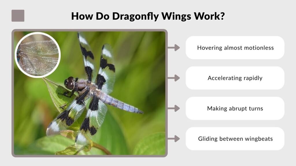 How Do Dragonfly Wings Work?