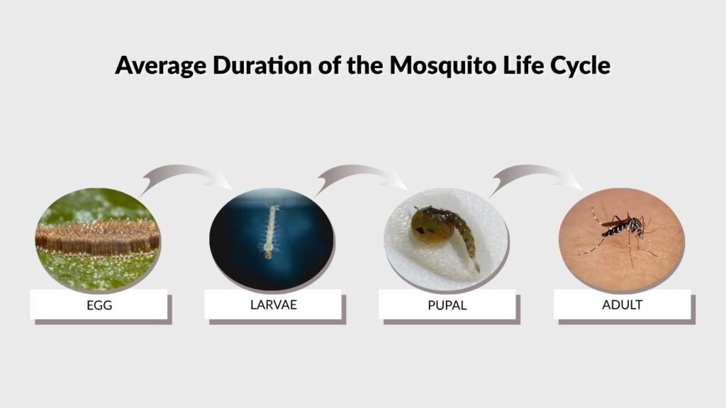 Average Duration of the Mosquito Life Cycle