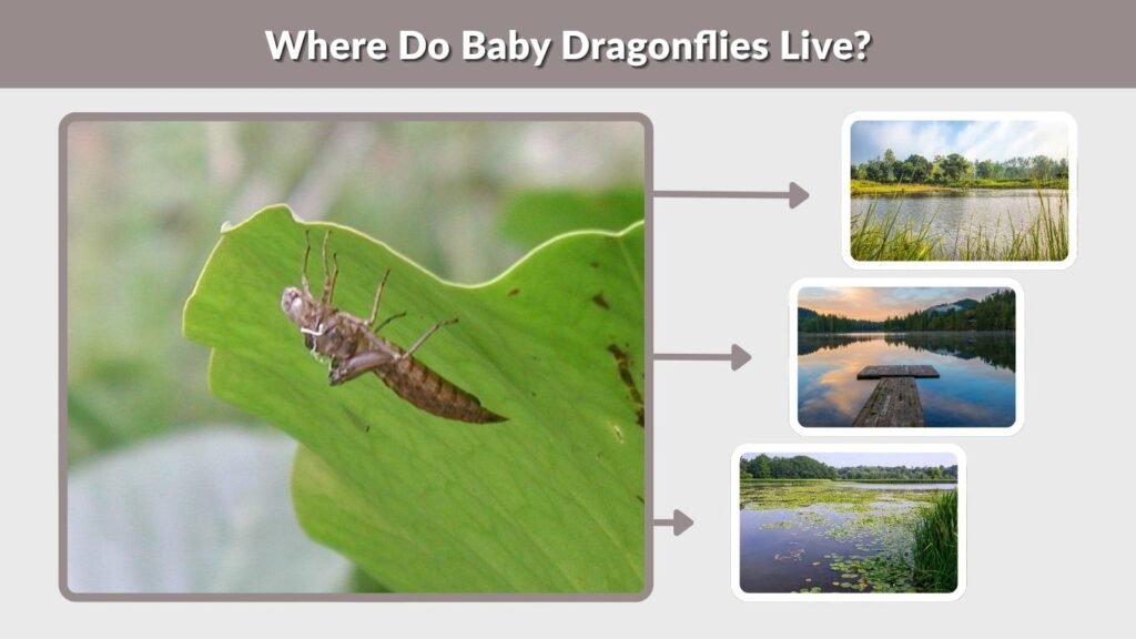 Where Do Baby Dragonflies Live?
