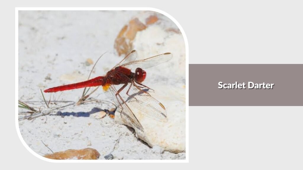 Scarlet Darter