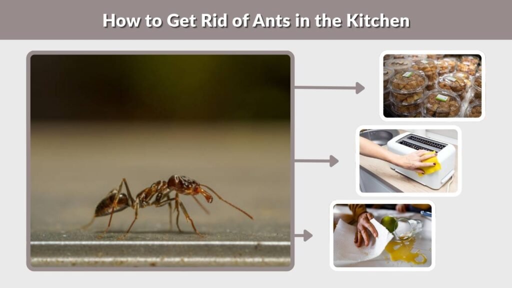How to Get Rid of Ants in the Kitchen