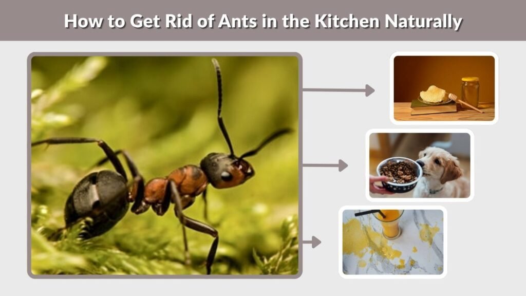 How to Get Rid of Ants in the Kitchen Naturally