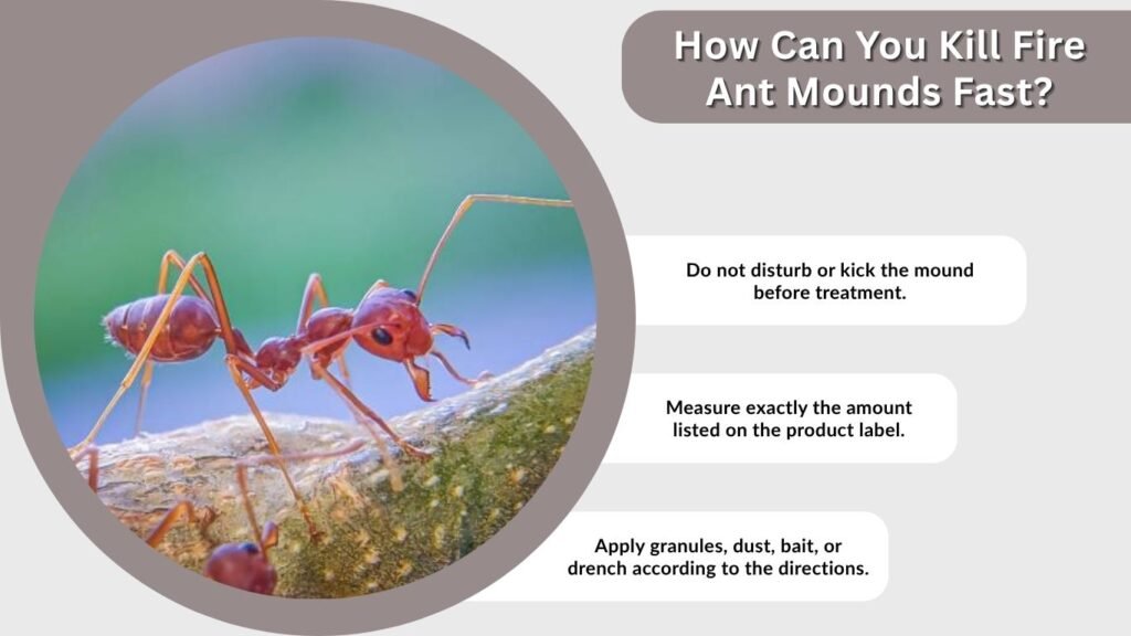 How Can You Kill Fire Ant Mounds Fast?