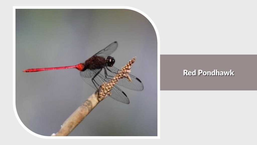 Red Pondhawk