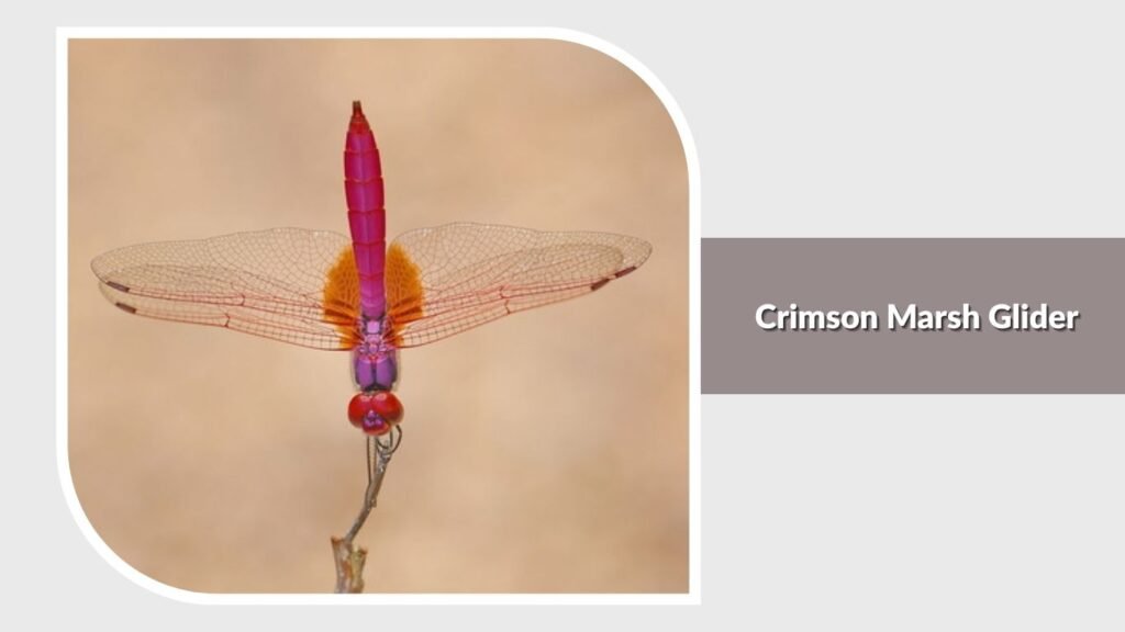 Crimson Marsh Glider