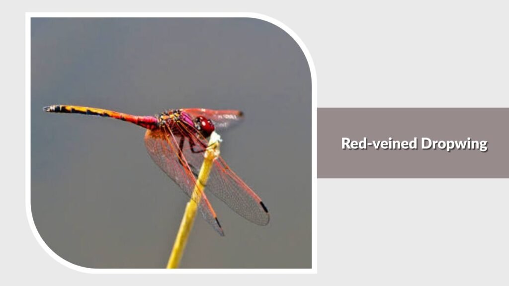 Red-veined Dropwing