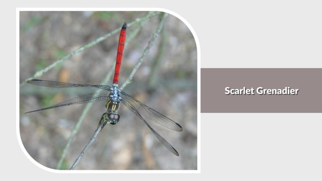 Scarlet Grenadier
