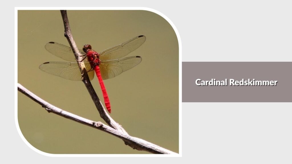 Cardinal Redskimmer