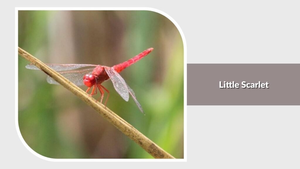 Little Scarlet