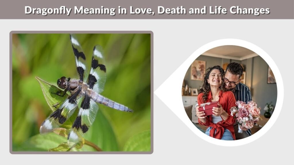 Dragonfly Meaning in Love, Death and Life Changes