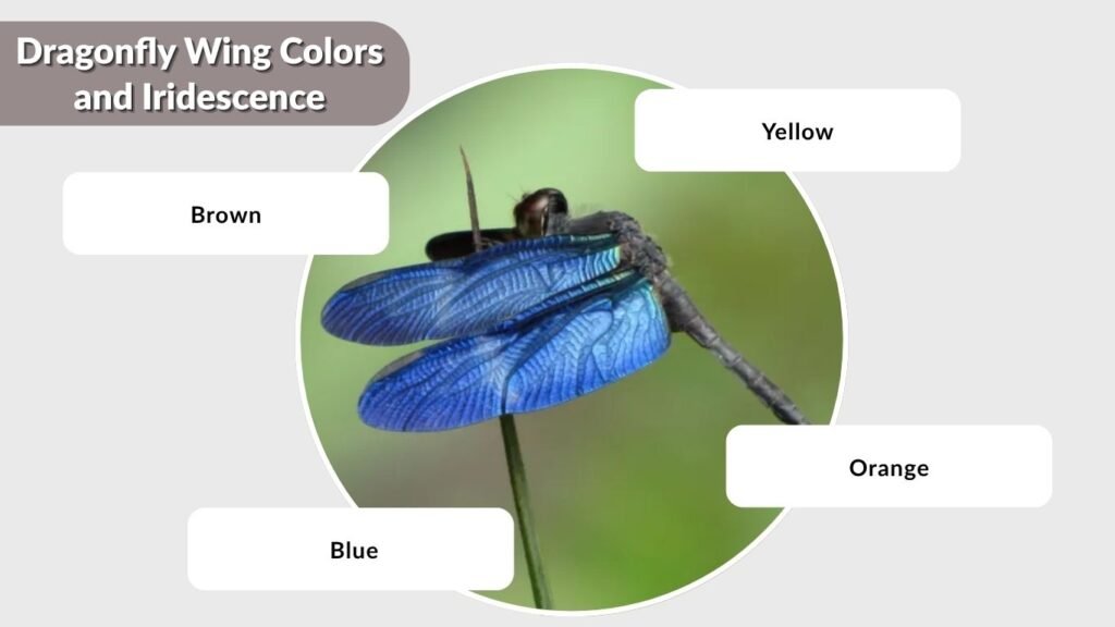 Dragonfly Wing Colors and Iridescence