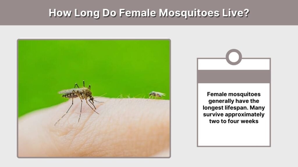 How Long Do Female Mosquitoes Live?