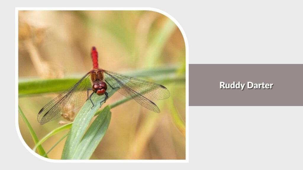 Ruddy Darter