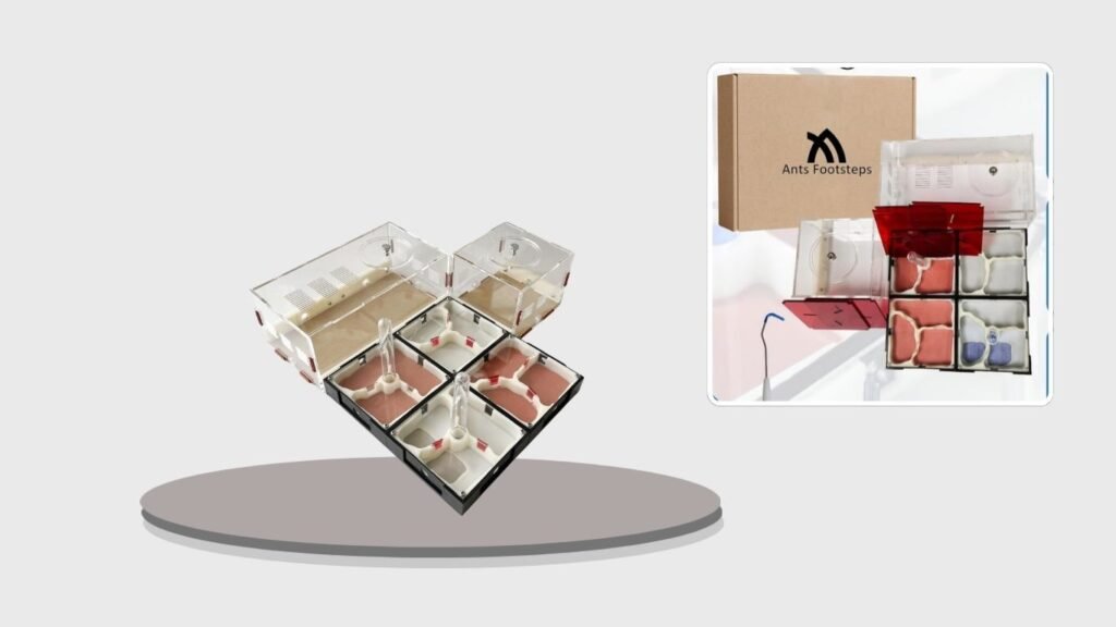 Ants Footsteps Ant Farm Nest Science Terrarium Kit