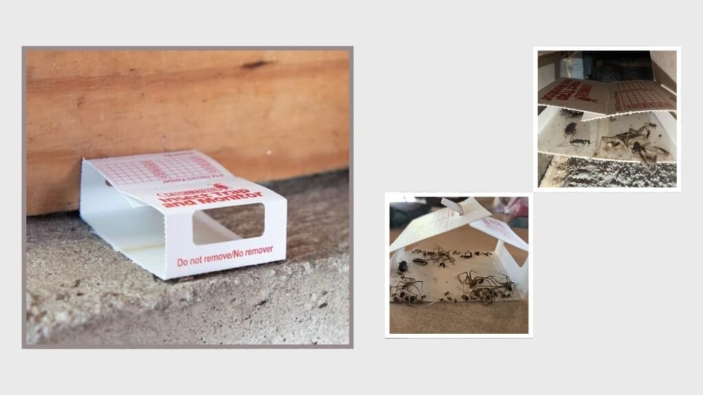 Spider, Roach & Cricket Glue Traps