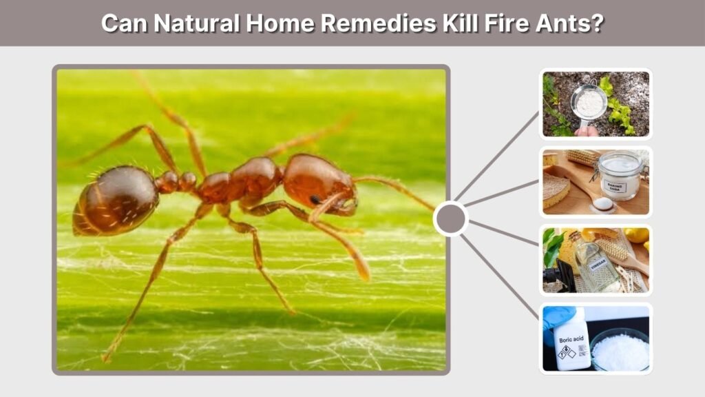 Can Natural Home Remedies Kill Fire Ants?