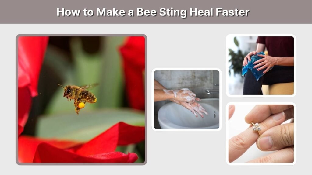 How to Make a Bee Sting Heal Faster
