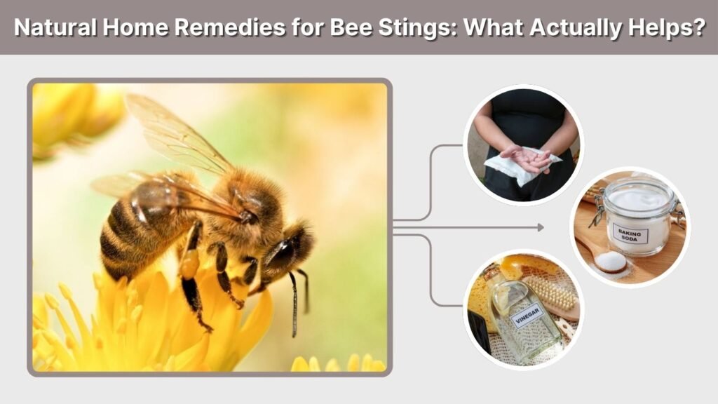 Natural Home Remedies for Bee Stings: What Actually Helps?