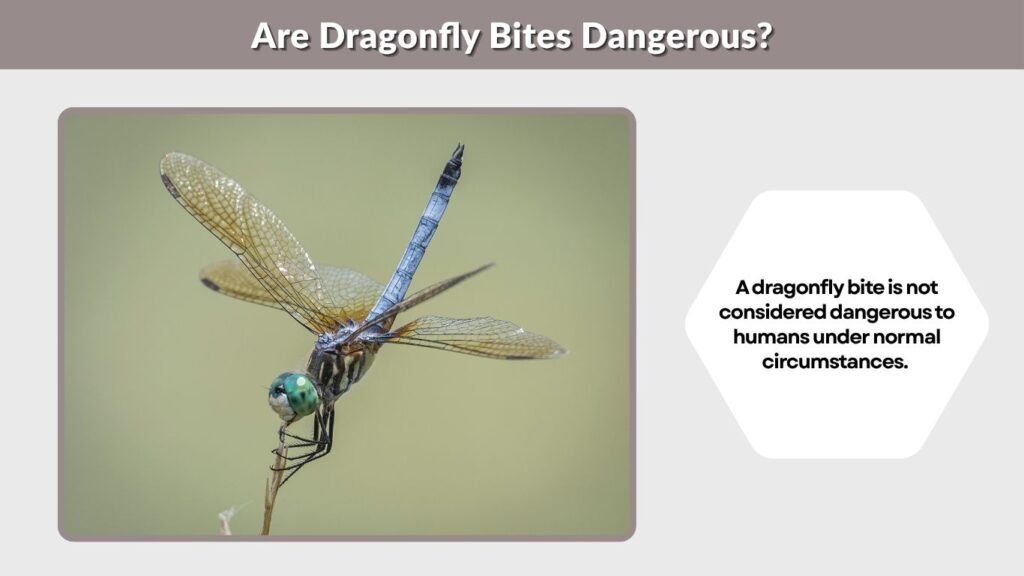 Are Dragonfly Bites Dangerous?