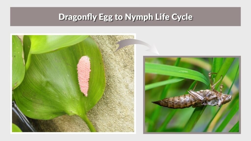 Dragonfly Egg to Nymph Life Cycle