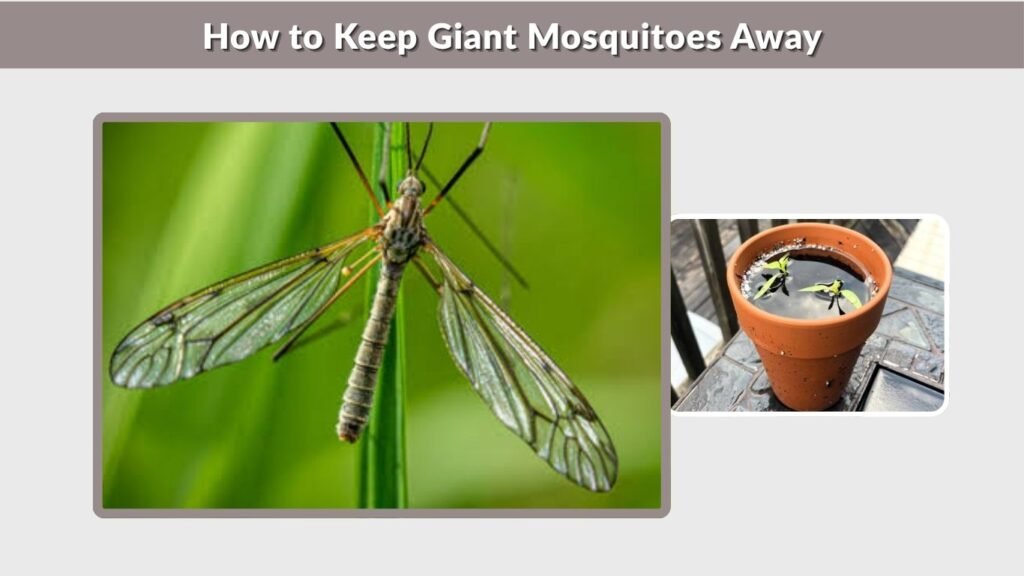 How to Keep Giant Mosquitoes Away